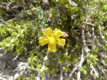 Cistaceae della Riserva Naturale Orientata Torre Salsa